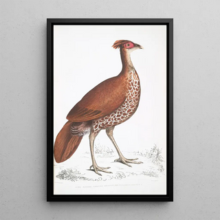 John Edward Gray - Fire Backed Crested Pheasant Hen Euplocomus ignitus.webp