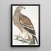 Aigle royal Aquilla imperialis femelle - John Edward Gray — oprawiony obraz na ścianie