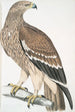 Aigle royal Aquilla imperialis femelle - John Edward Gray — widok dzieła