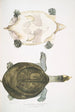 Trionyx Hurum Trionyx Hurum - John Edward Gray — widok dzieła