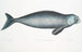 Dugong indyjski Halicora Dugung - John Edward Gray — widok dzieła