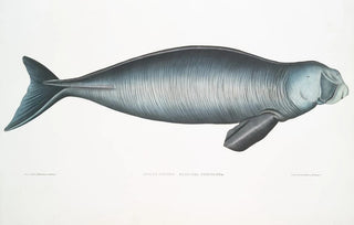 John Edward Gray - Indian Dugong Halicora Dugung.webp