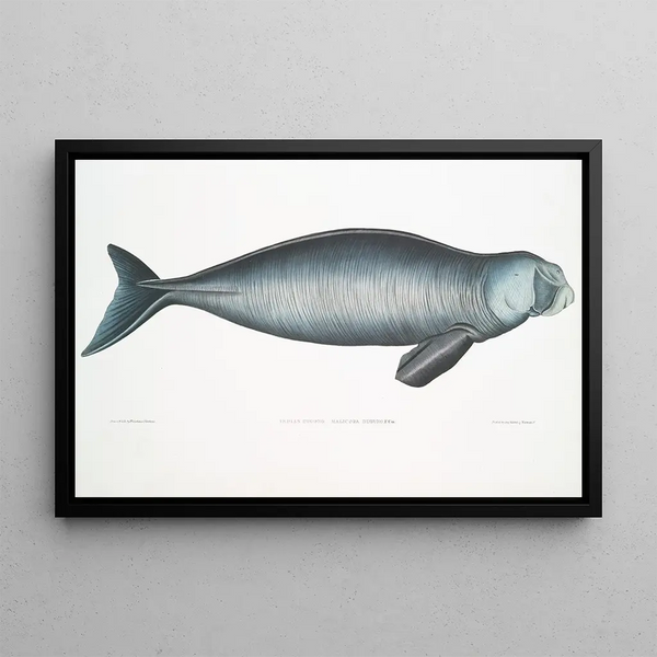 John Edward Gray - Indian Dugong Halicora Dugung.webp