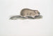 Indian Mouse of the Fields Arvicola Indica - John Edward Gray — widok dzieła