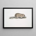 Indian Mouse of the Fields Arvicola Indica - John Edward Gray — oprawiony obraz na ścianie