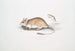 Rat Gerboise Indien Gerbillus Indicus - John Edward Gray — widok dzieła