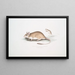 Rat Gerboise Indien Gerbillus Indicus - John Edward Gray — oprawiony obraz na ścianie