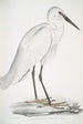 Biały heron indyjski Ardea orientalis - John Edward Gray — widok dzieła