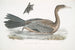 Cormoran javanais Crabo Carbo Javannica - John Edward Gray — widok dzieła