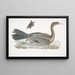 Cormoran javanais Crabo Carbo Javannica - John Edward Gray — oprawiony obraz na ścianie
