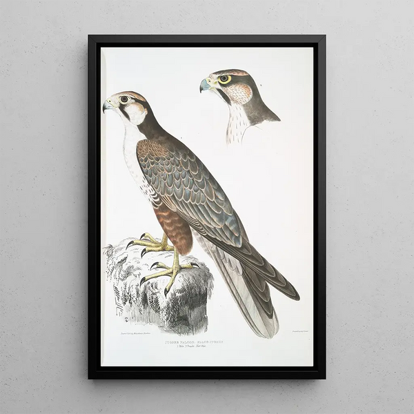 John Edward Gray - Jugger Falcon Falco Jugger 1 Male 2 Female Natural Size.webp