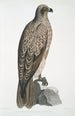 Aigle pêcheur ligné Halitus lineatus - John Edward Gray — widok dzieła
