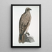 Aigle pêcheur ligné Halitus lineatus - John Edward Gray — oprawiony obraz na ścianie