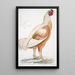 Coq de Malabar Gallus gigantea w rozmiarze naturalnym - John Edward Gray — oprawiony obraz na ścianie