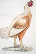 Coq de Malabar Gallus gigantea w rozmiarze naturalnym - John Edward Gray — widok dzieła