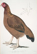 Kurczak Malabar Gallus giganteus powszechny w Doab - John Edward Gray — widok dzieła