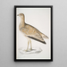 Marbled Goose Otis marmorata - John Edward Gray — oprawiony obraz na ścianie