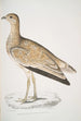 Marbled Goose Otis marmorata - John Edward Gray — widok dzieła