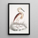 Heron z brązowym grzbietem Ardea Grayii - John Edward Gray — oprawiony obraz na ścianie