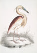 Heron z brązowym grzbietem Ardea Grayii - John Edward Gray — widok dzieła