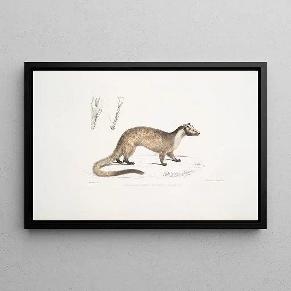 John Edward Gray - Masked Paradoxurus Paradoxurus Viverra Larvatus.webp