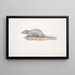Musaraigne musquée Sorex myosurus - John Edward Gray — oprawiony obraz na ścianie