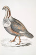 Pawiak, głuszca z Nigell Tetraogallus Nigellii, dorosły, góry Himalajów - John Edward Gray — widok dzieła