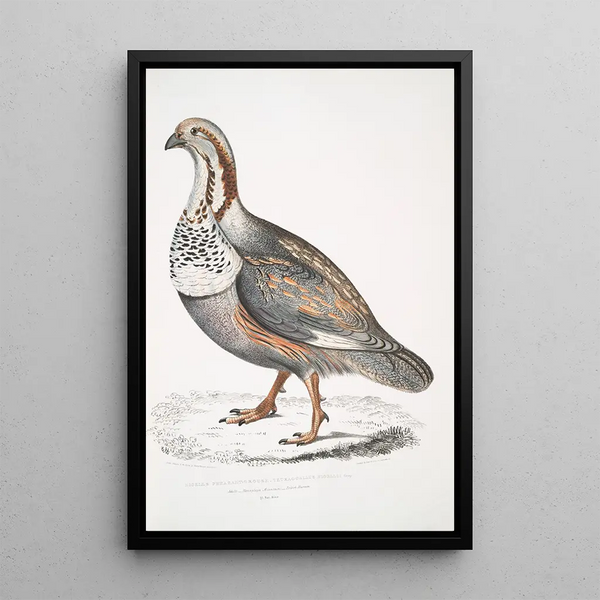 John Edward Gray - Nigells Pheasant Grouse Tetraogallus Nigellii Adult Hamalaya Mountains.webp