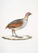 Perdrix olive Perdix olivacea - John Edward Gray — widok dzieła