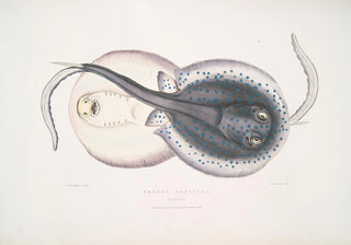 John Edward Gray - Ornamented Trygon Trygon ornatus Singapore.webp