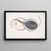 Trygon ozdobny, Trygon ornatus, Singapur - John Edward Gray — oprawiony obraz na ścianie