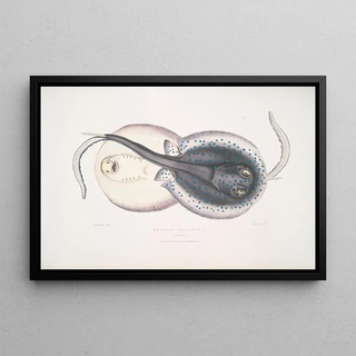 John Edward Gray - Ornamented Trygon Trygon ornatus Singapore.webp