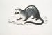 Paradoxe de Pallas, Paradoxurus Pallasii, Indie - John Edward Gray — widok dzieła