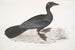 Cormoran pygmée Carbo pygmaeus pygmaeus - John Edward Gray — widok dzieła