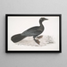 Cormoran pygmée Carbo pygmaeus pygmaeus - John Edward Gray — oprawiony obraz na ścianie