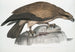 Aigle pêcheur uni Halitus unicolor - John Edward Gray — widok dzieła