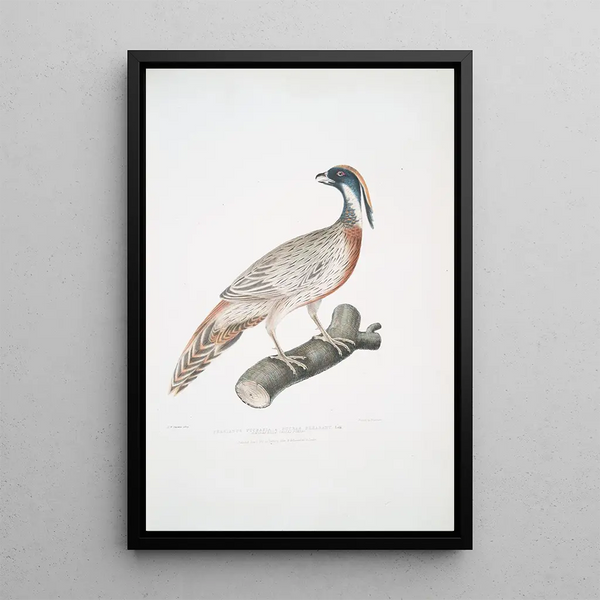 John Edward Gray - Pucras Pheasant Phasianus Pucrasia.webp