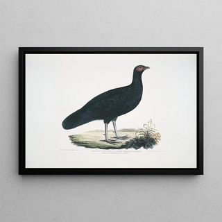 John Edward Gray - Puple Pheasant Phasianus purpureus.webp