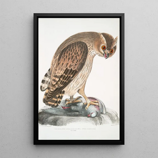 John Edward Gray - Shielded Legged Horned Owl Strix Hardwickii Natural Size.webp