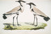 Pluvier à Ailes Éperonnées Charadrius ventralis Mężczyzna i Kobieta - John Edward Gray — widok dzieła