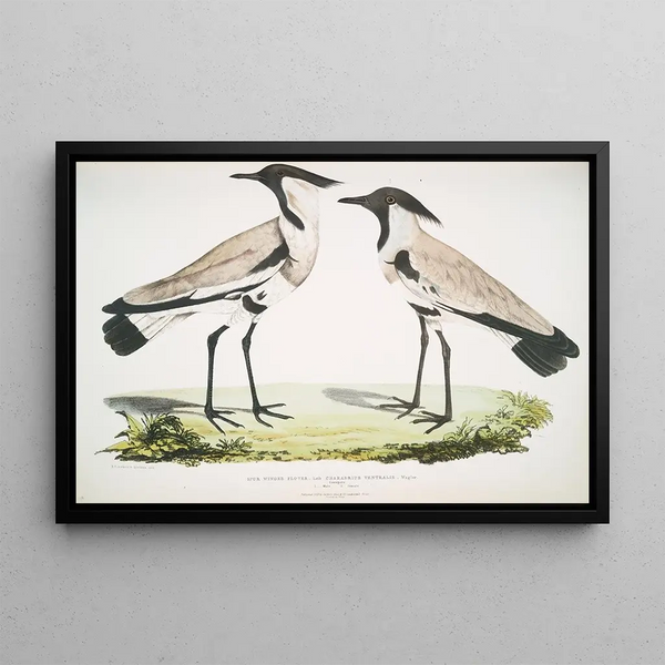 John Edward Gray - Spur Winged Plover Charadrius ventralis Male and Female.webp