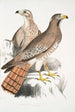 Buse Teesa Buzard Buteo Teesa 1 młody 2 stary ptak - John Edward Gray — widok dzieła