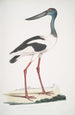 Jabiru Tetaar Ciconia Mycteria Australis - John Edward Gray — widok dzieła