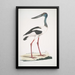 Jabiru Tetaar Ciconia Mycteria Australis - John Edward Gray — oprawiony obraz na ścianie