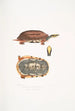 Tortue-boîte à trois bandes Cistuda trifasciata - John Edward Gray — widok dzieła