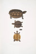 Terrapin dentelé Emys dentata - John Edward Gray — widok dzieła