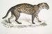 Vivirine Viverrine Chat Felis Vivirinus Viverrinus - John Edward Gray — widok dzieła