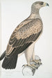Aigle à points blancs Aquilla punctata - John Edward Gray — widok dzieła