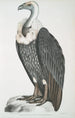 Vautour à dos blanc Vultur leuconota - John Edward Gray — widok dzieła