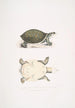 Jeune Trionyx valvulaire Trionyx punctata junior - John Edward Gray — widok dzieła